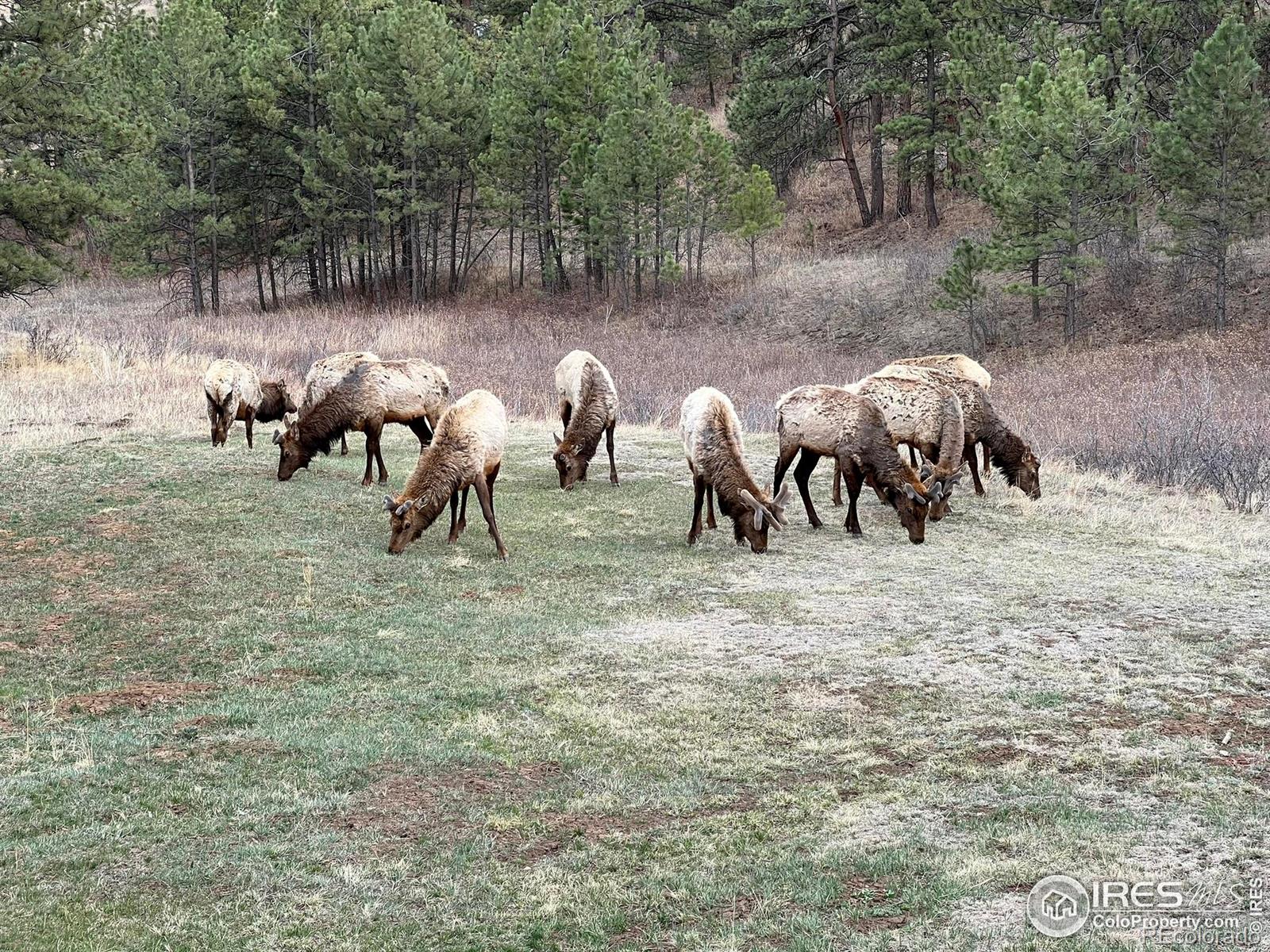 MLS Image #34 for 146  wild turkey place,drake, Colorado