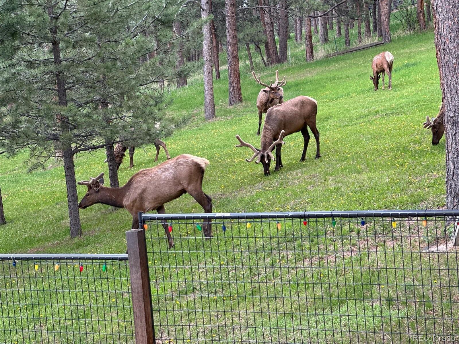 MLS Image #47 for 4724  hopi road,indian hills, Colorado