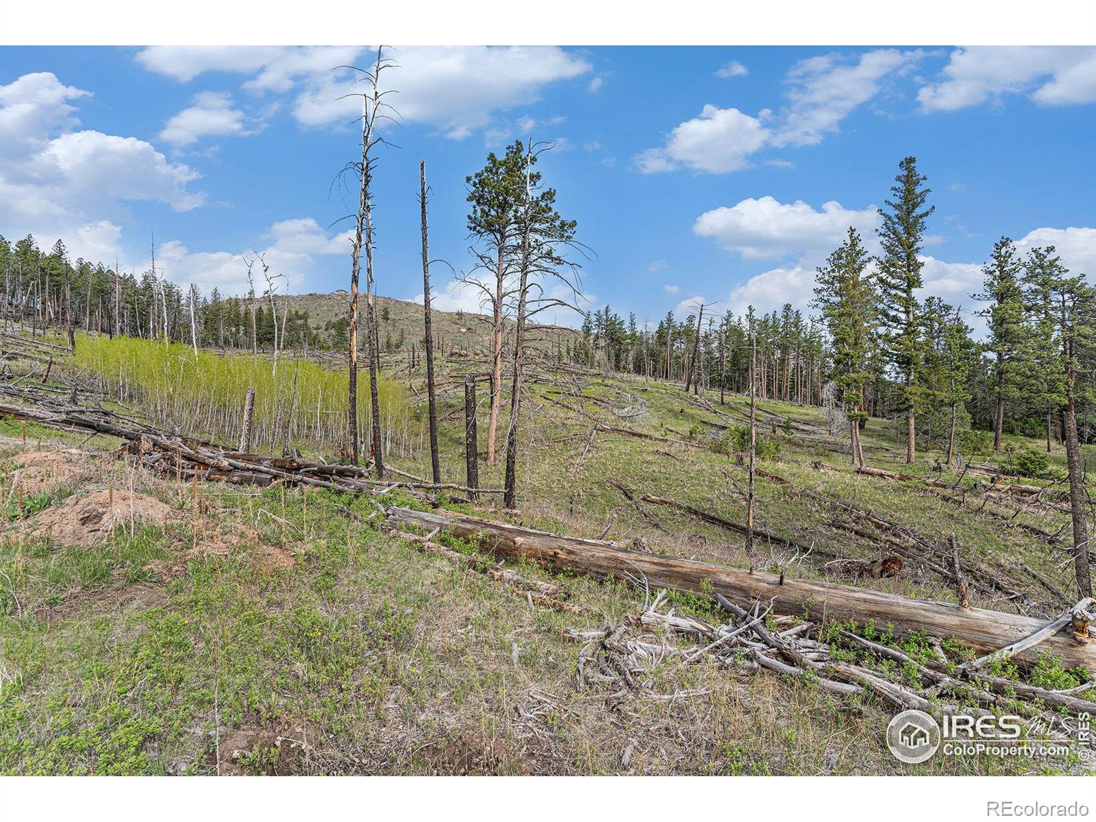 MLS Image #23 for 5959  stove prairie road,bellvue, Colorado