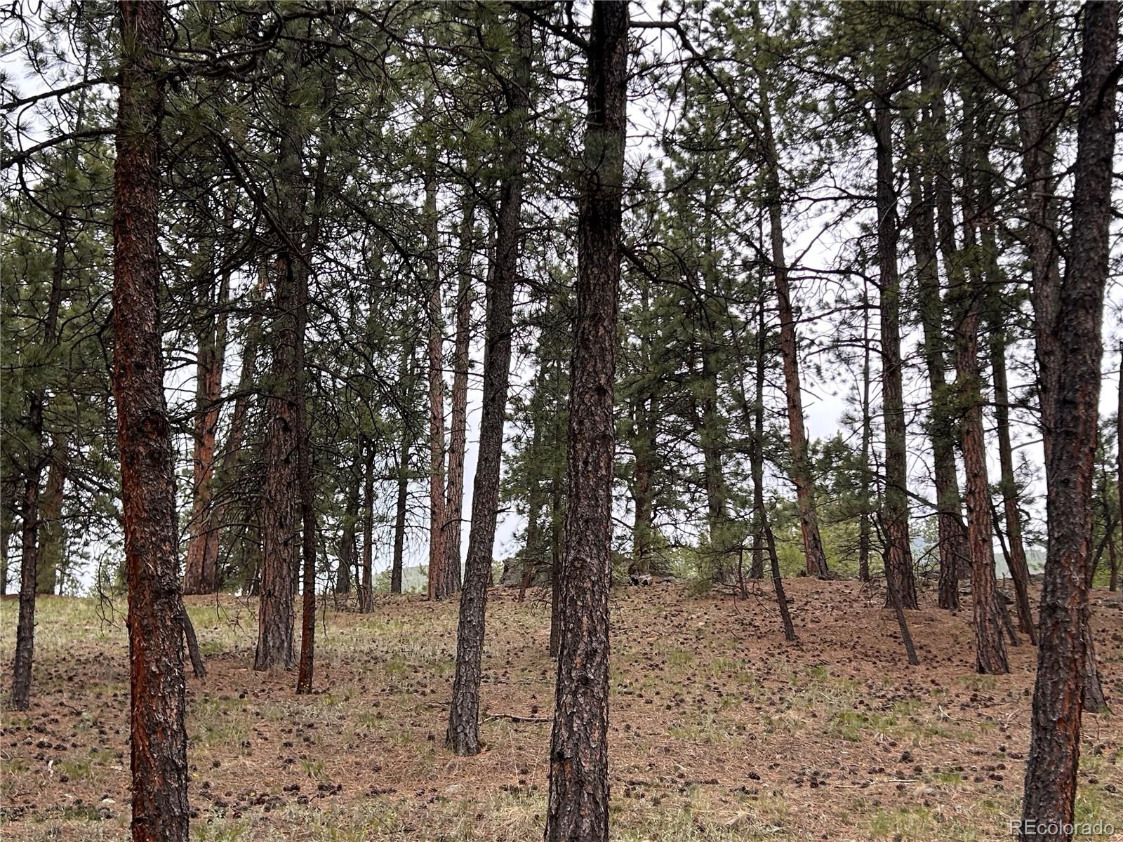 MLS Image #24 for 861  happy top trail,bailey, Colorado