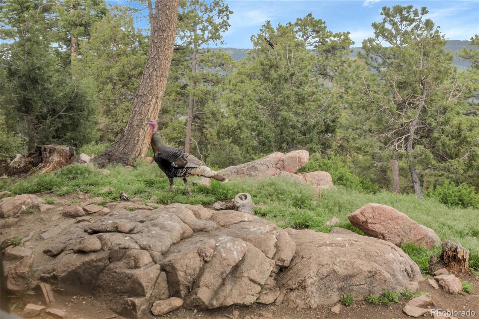 MLS Image #31 for 13954  pine country lane,conifer, Colorado