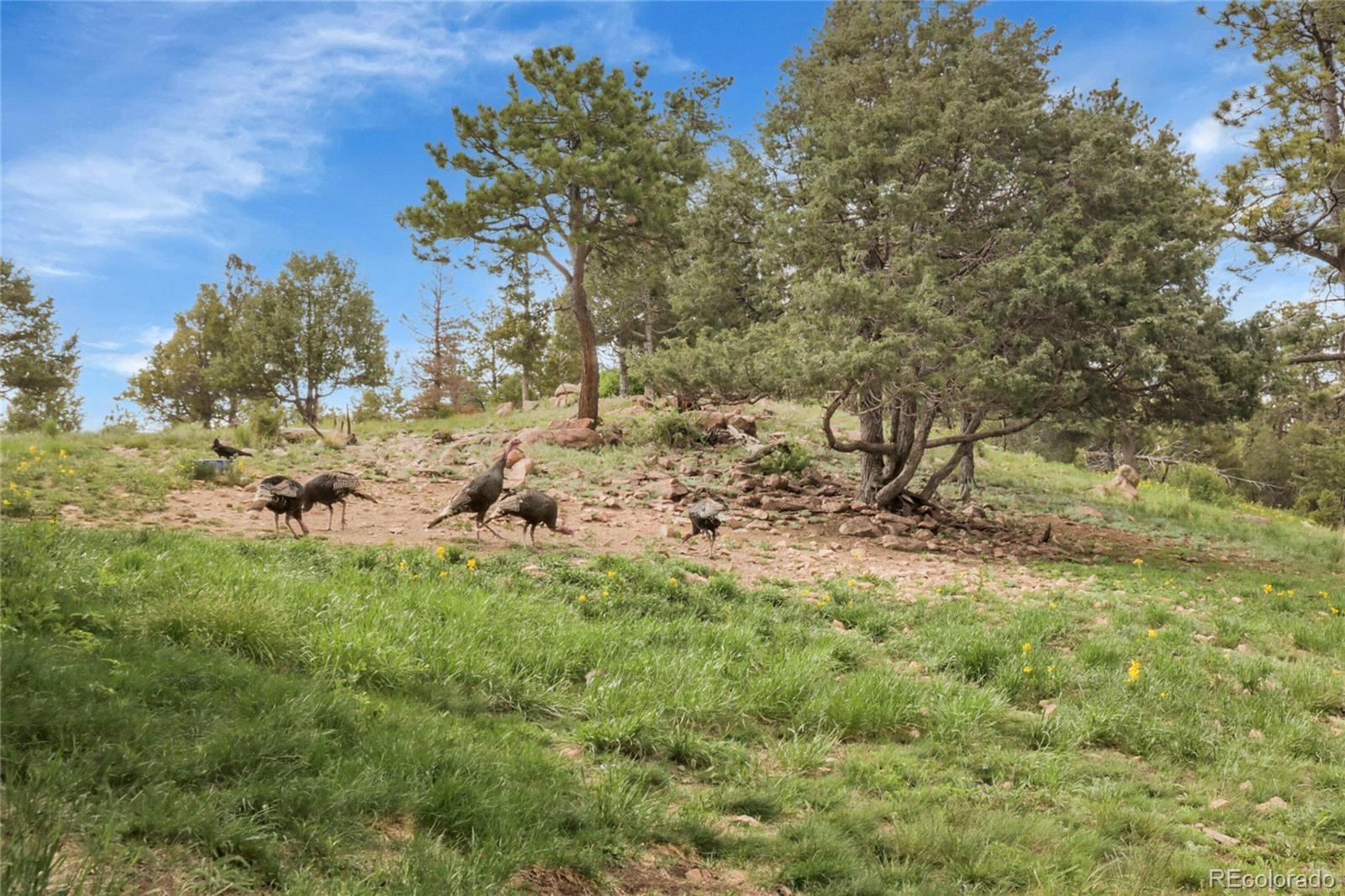 MLS Image #35 for 13954  pine country lane,conifer, Colorado
