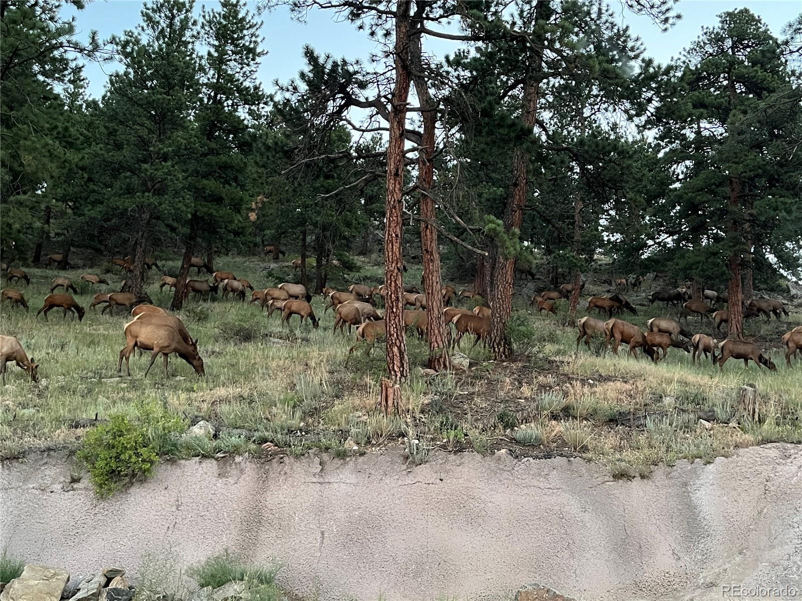 MLS Image #45 for 766  dreamcatcher lane,evergreen, Colorado
