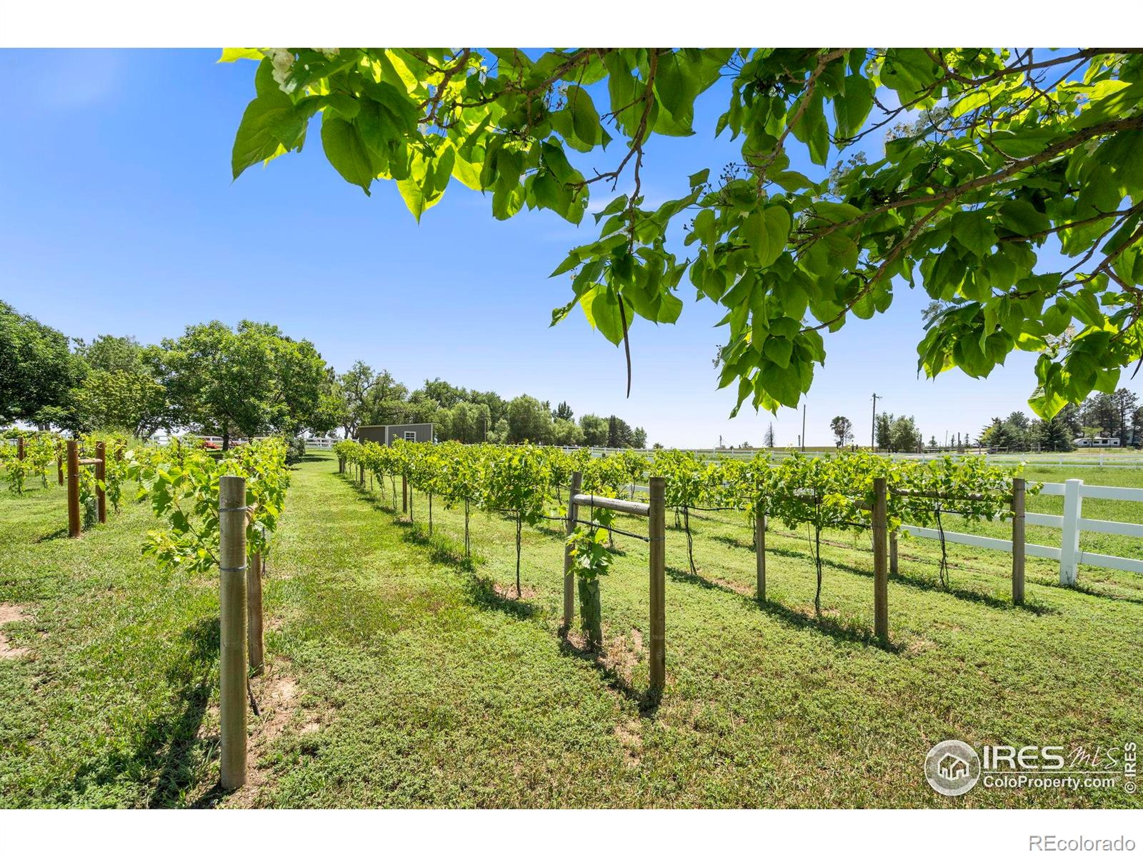 MLS Image #26 for 39224  longs peak court,severance, Colorado