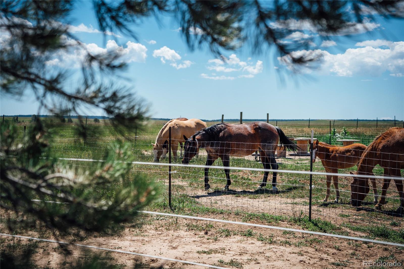 MLS Image #45 for 21525  elk meadows circle,elbert, Colorado