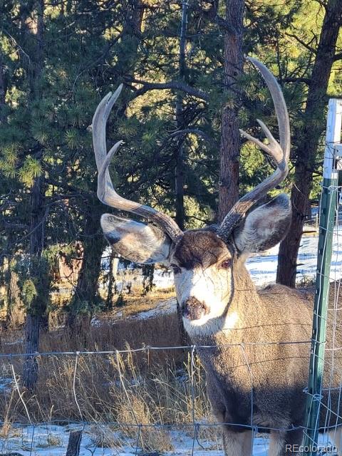 MLS Image #22 for 262  dick mountain drive,bailey, Colorado