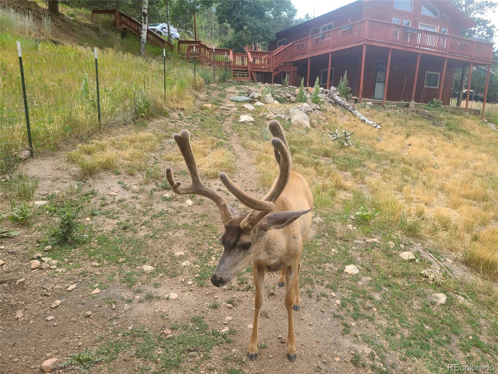 MLS Image #23 for 262  dick mountain drive,bailey, Colorado
