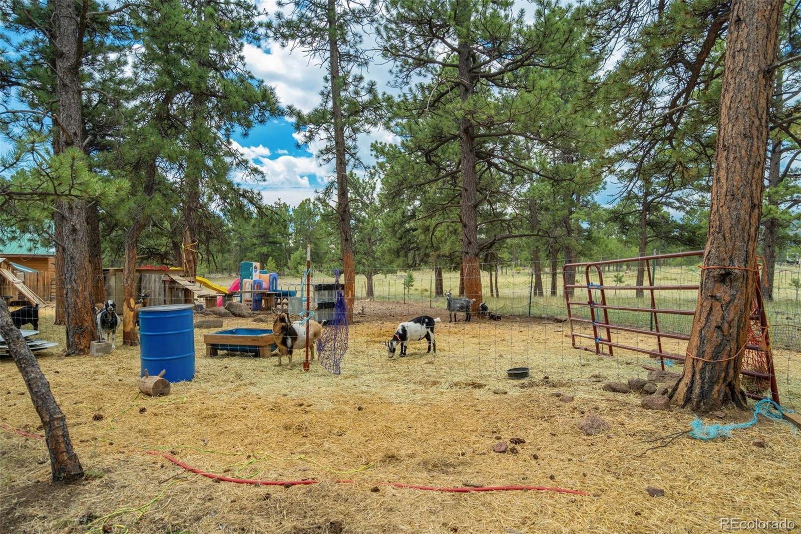 MLS Image #39 for 141  cabin lane,guffey, Colorado