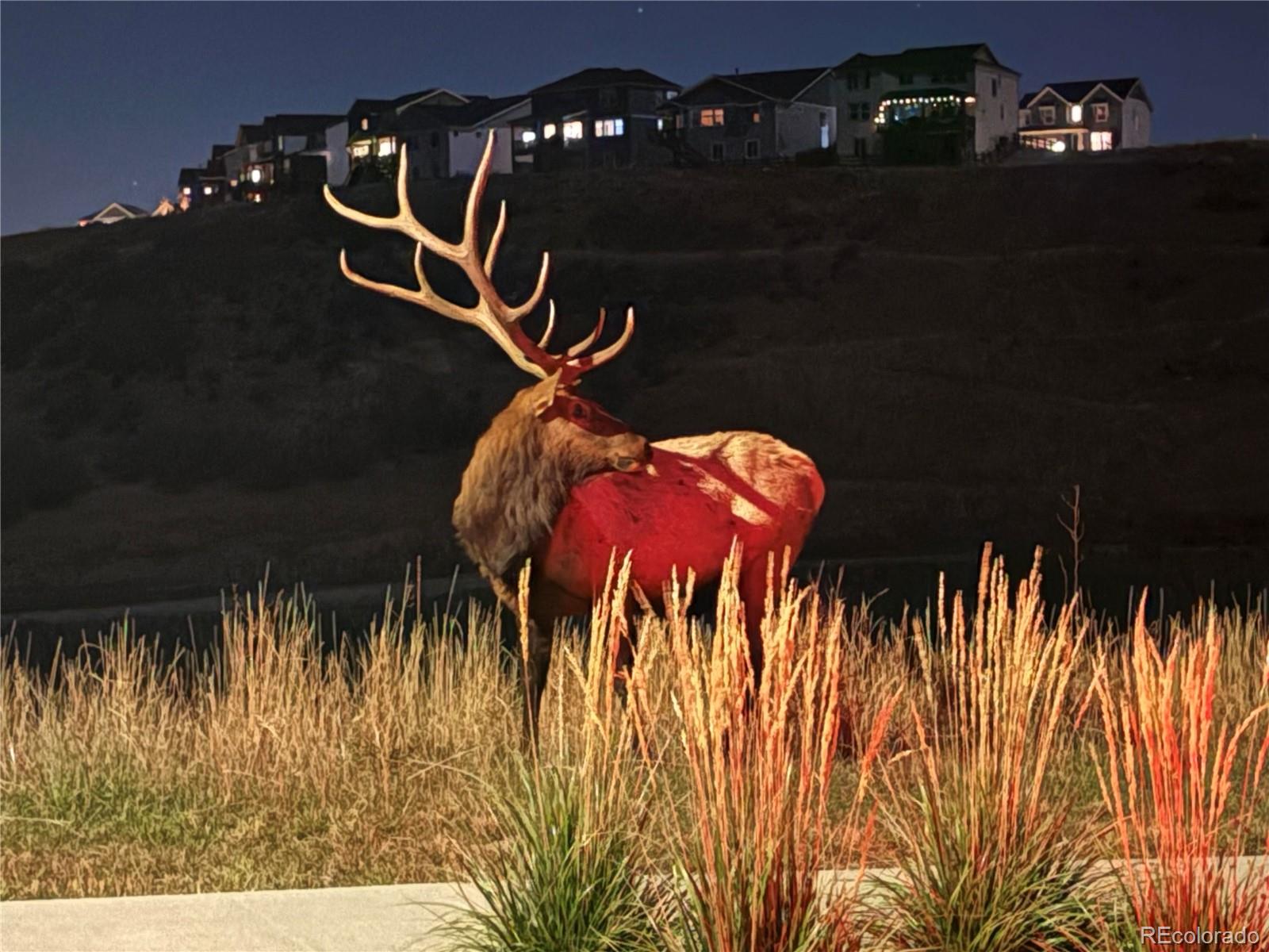 MLS Image #45 for 3624  rucksack court,castle rock, Colorado