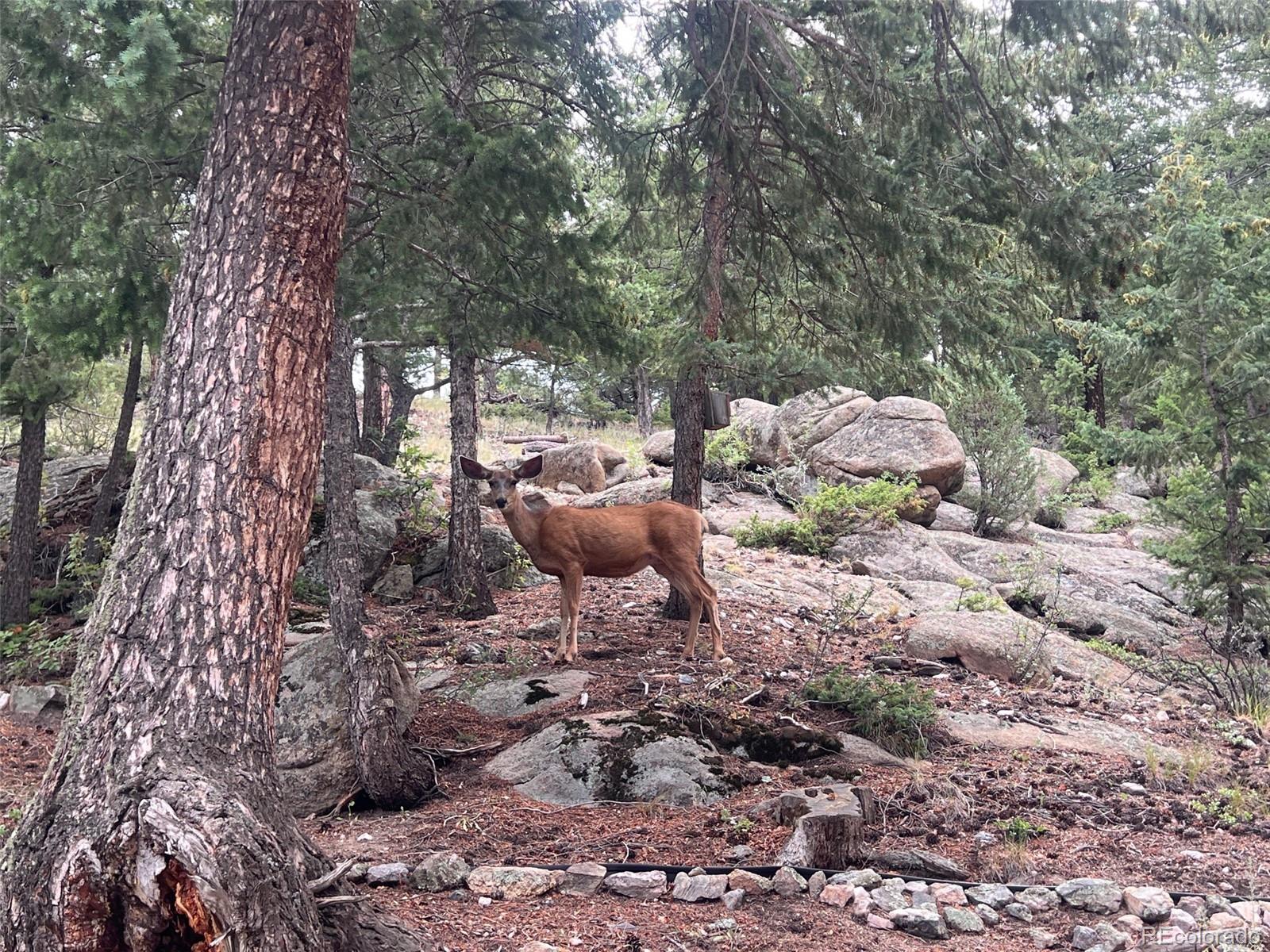 MLS Image #43 for 6684  olympus drive,evergreen, Colorado