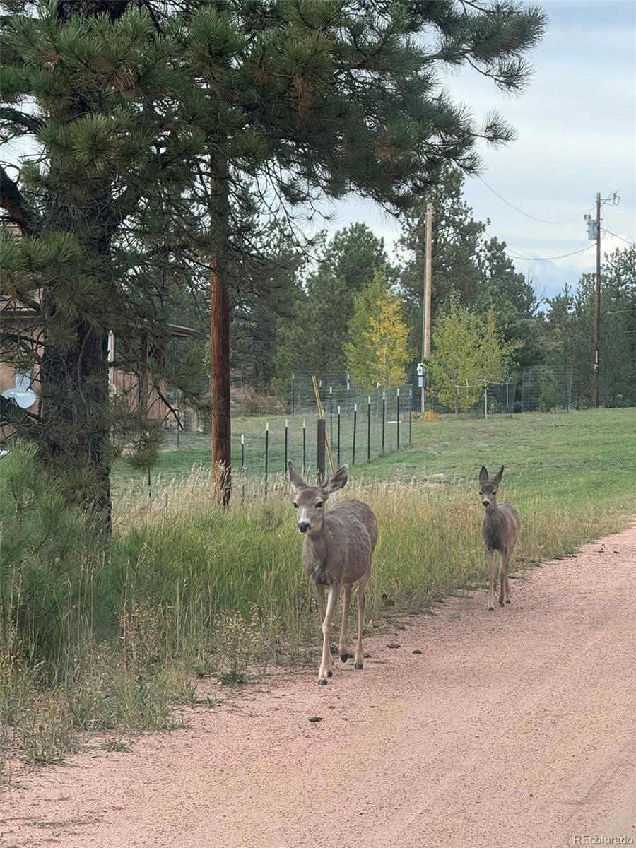 MLS Image #41 for 234  wasatch lane,florissant, Colorado