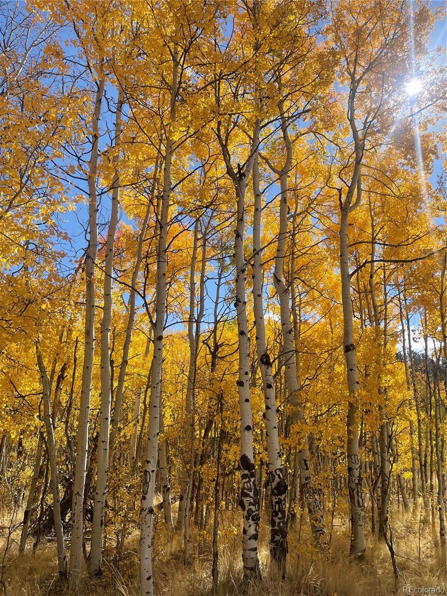 MLS Image #38 for 259  bordenville road,jefferson, Colorado