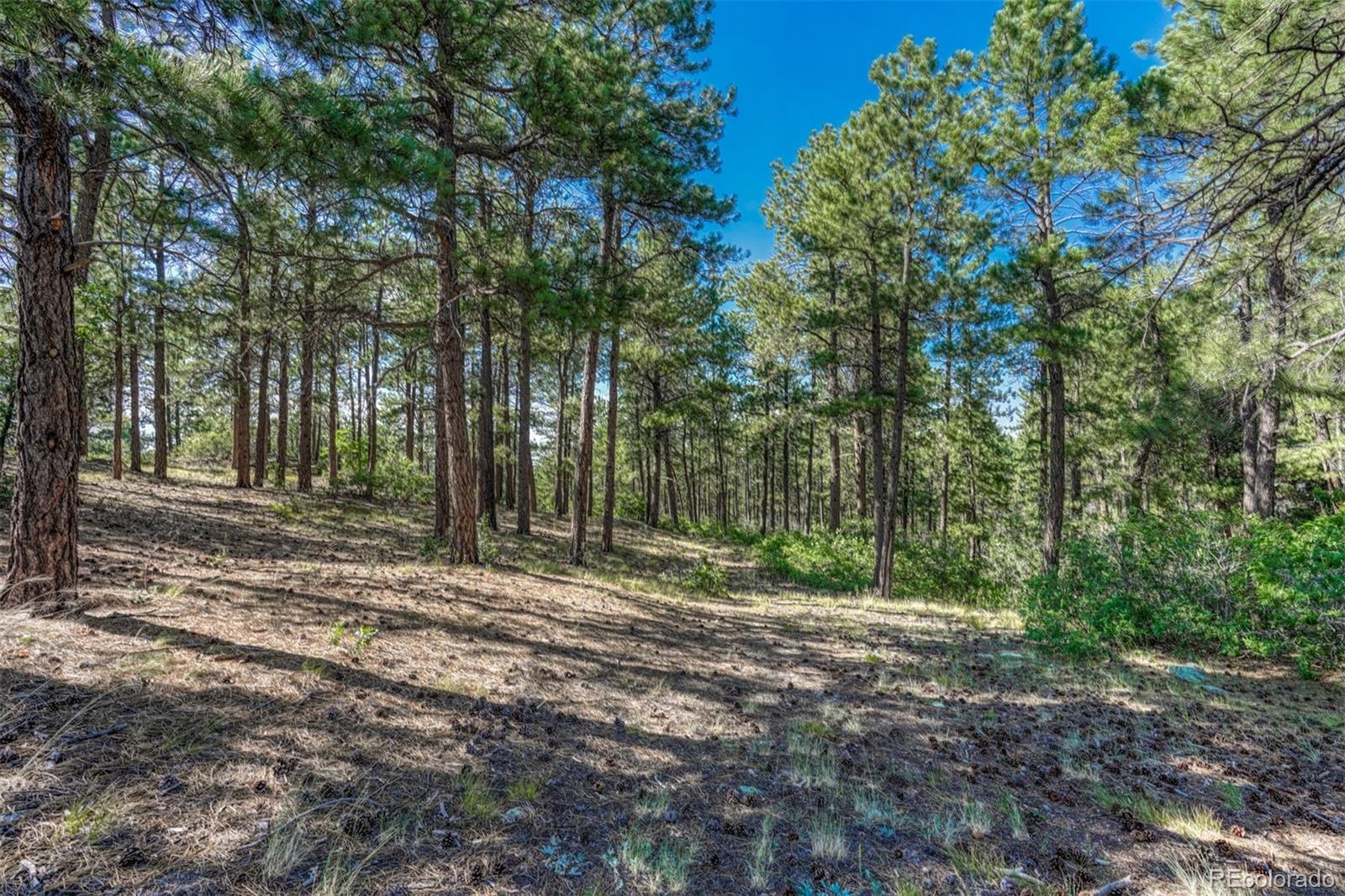 MLS Image #11 for 10345  little moon trail,elbert, Colorado