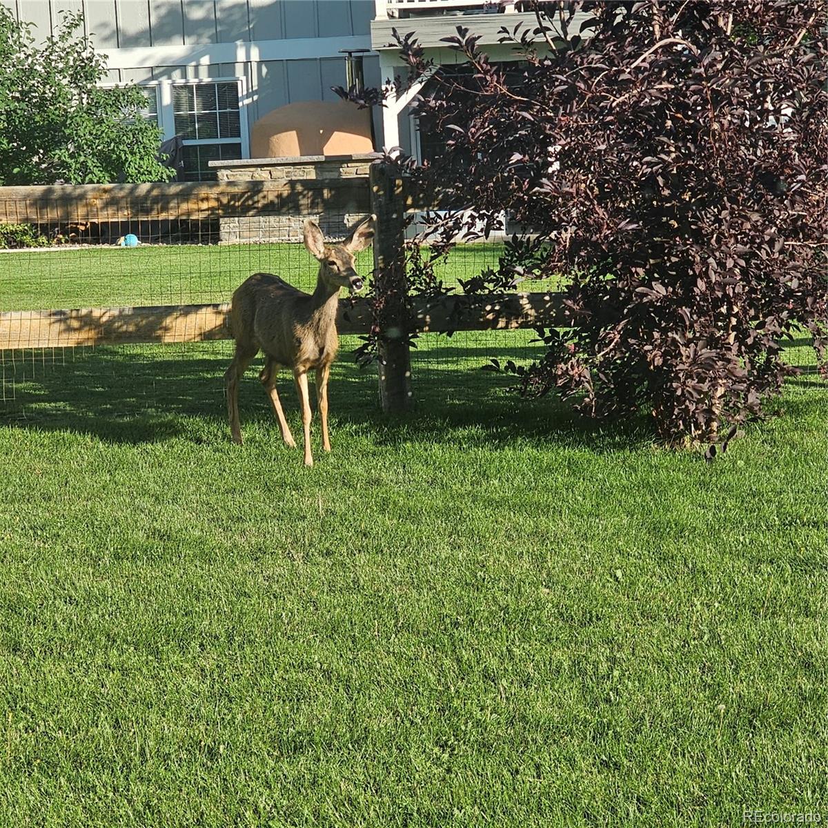 MLS Image #32 for 7412  berkeley court,castle pines, Colorado