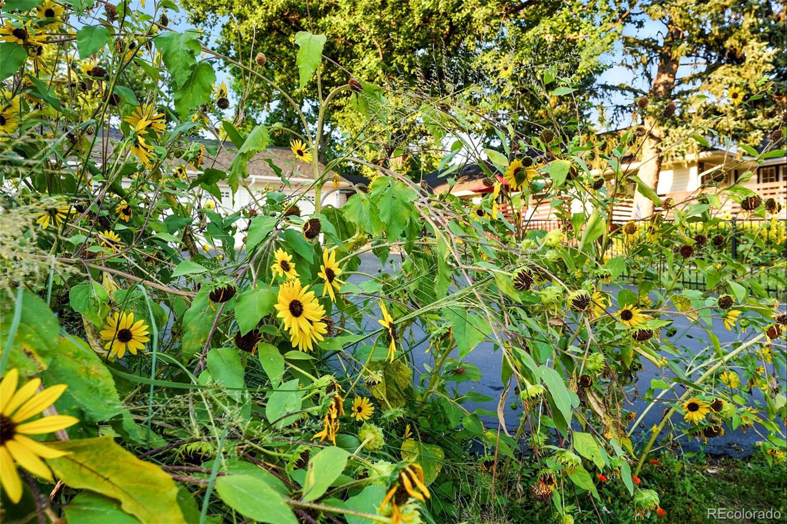 MLS Image #39 for 1101  pikeview street,lakewood, Colorado