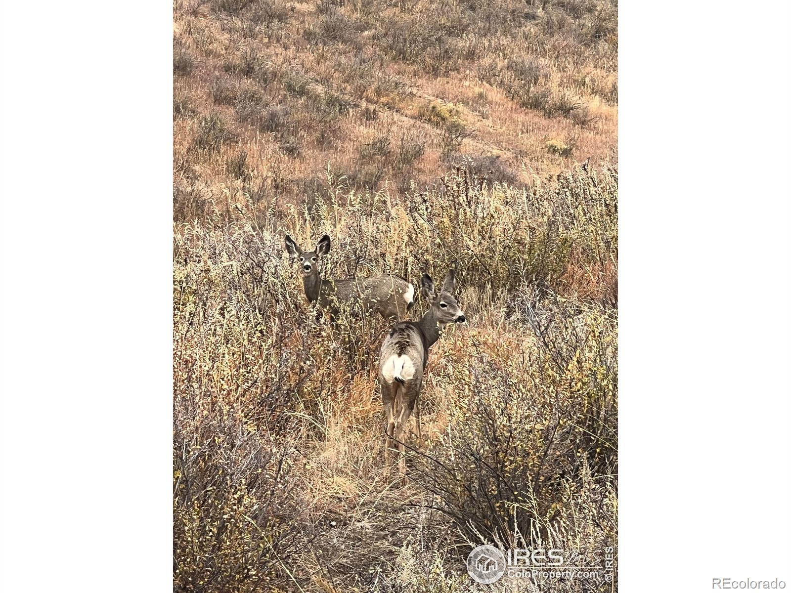 MLS Image #44 for 940 s county road 29 ,loveland, Colorado