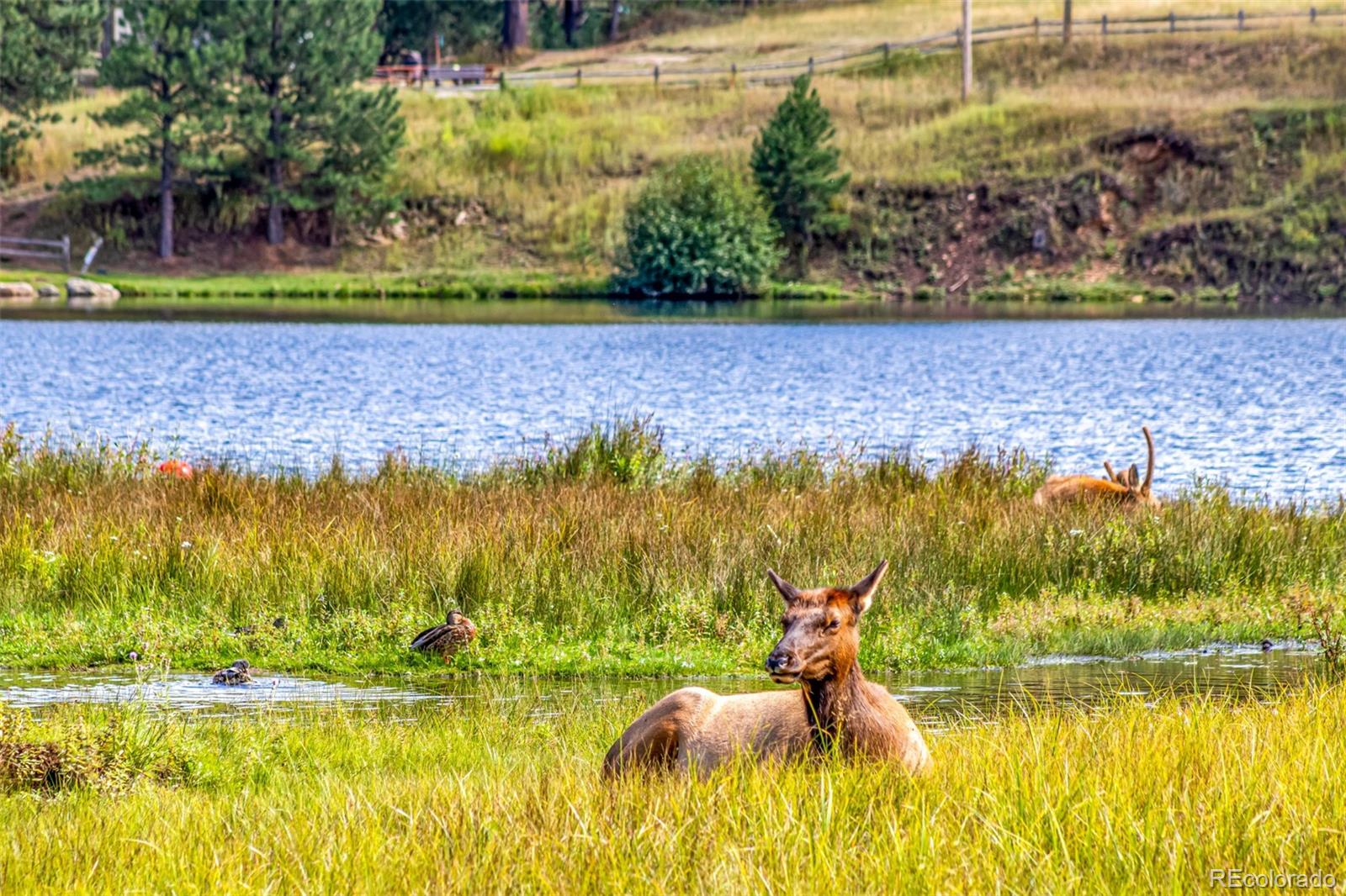 MLS Image #46 for 28735  little big horn drive,evergreen, Colorado