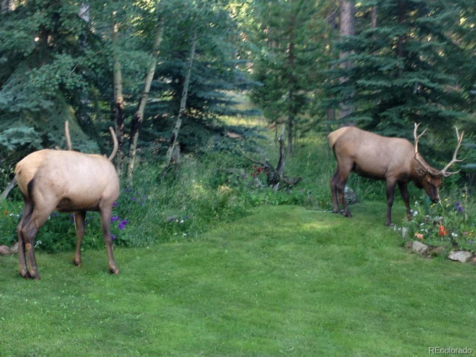 MLS Image #30 for 25257  snyder avenue,conifer, Colorado