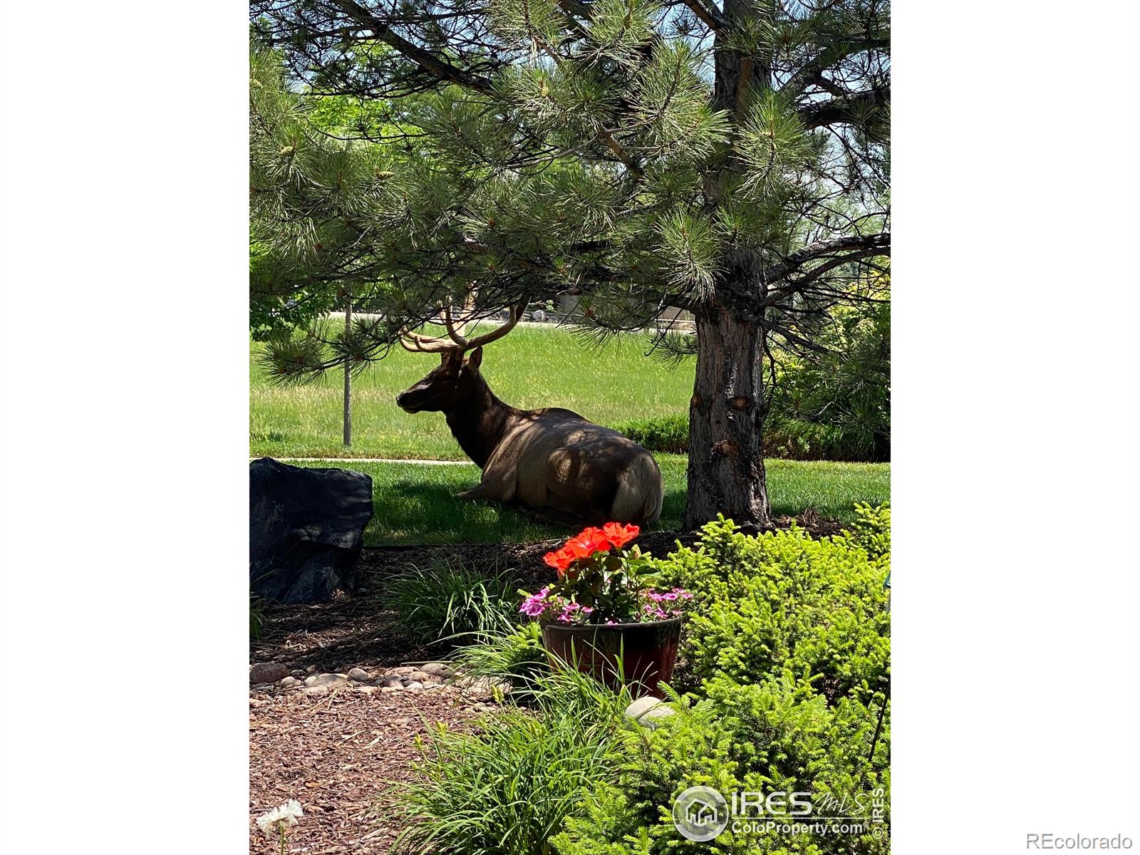 MLS Image #38 for 2920  champion circle,loveland, Colorado