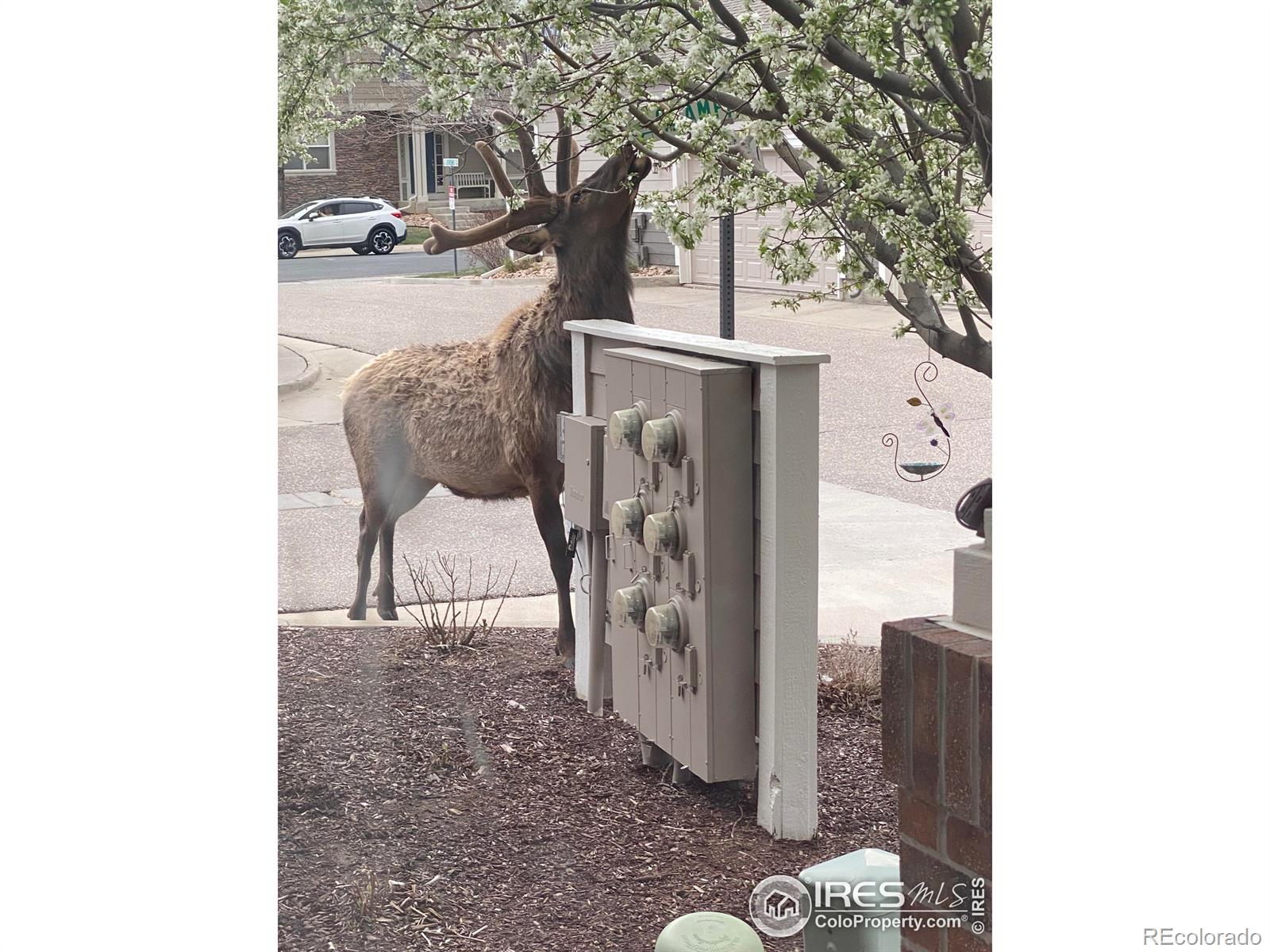 MLS Image #40 for 2920  champion circle,loveland, Colorado