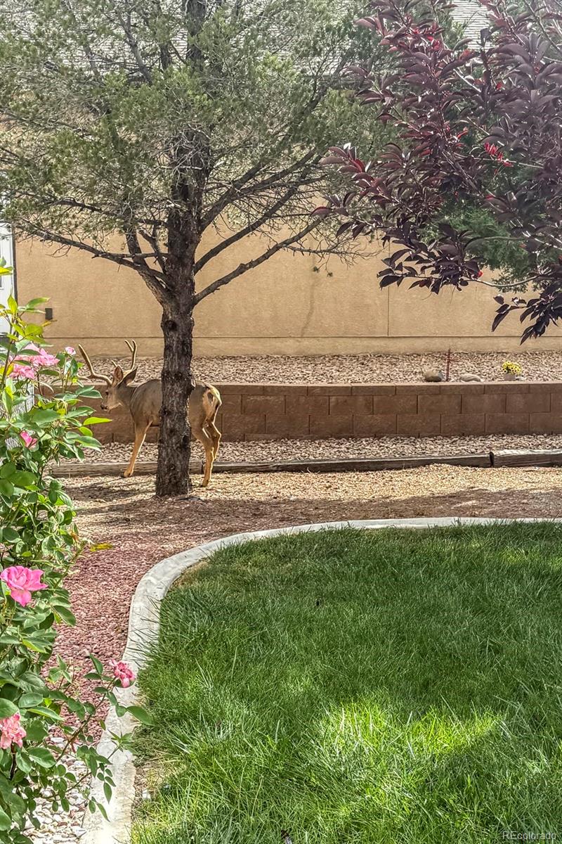 MLS Image #41 for 293 w hahns peak avenue,pueblo west, Colorado