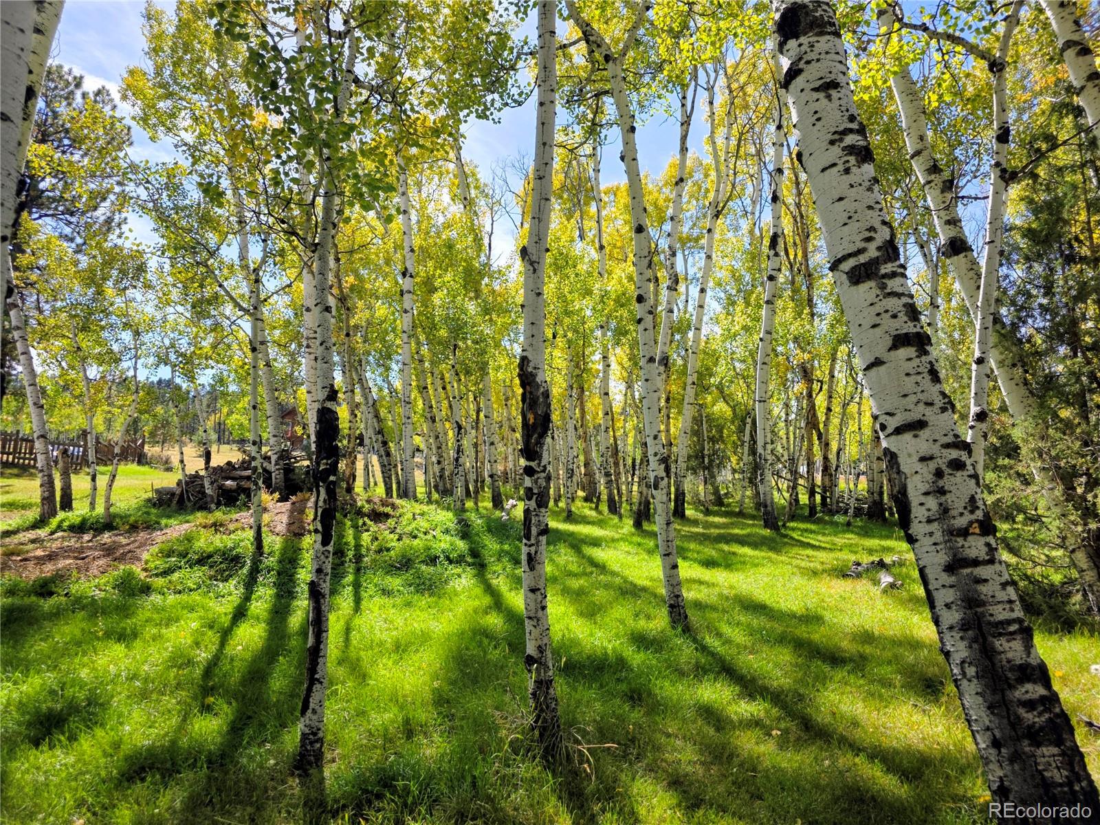 MLS Image #6 for 331  bluebird lane,bailey, Colorado
