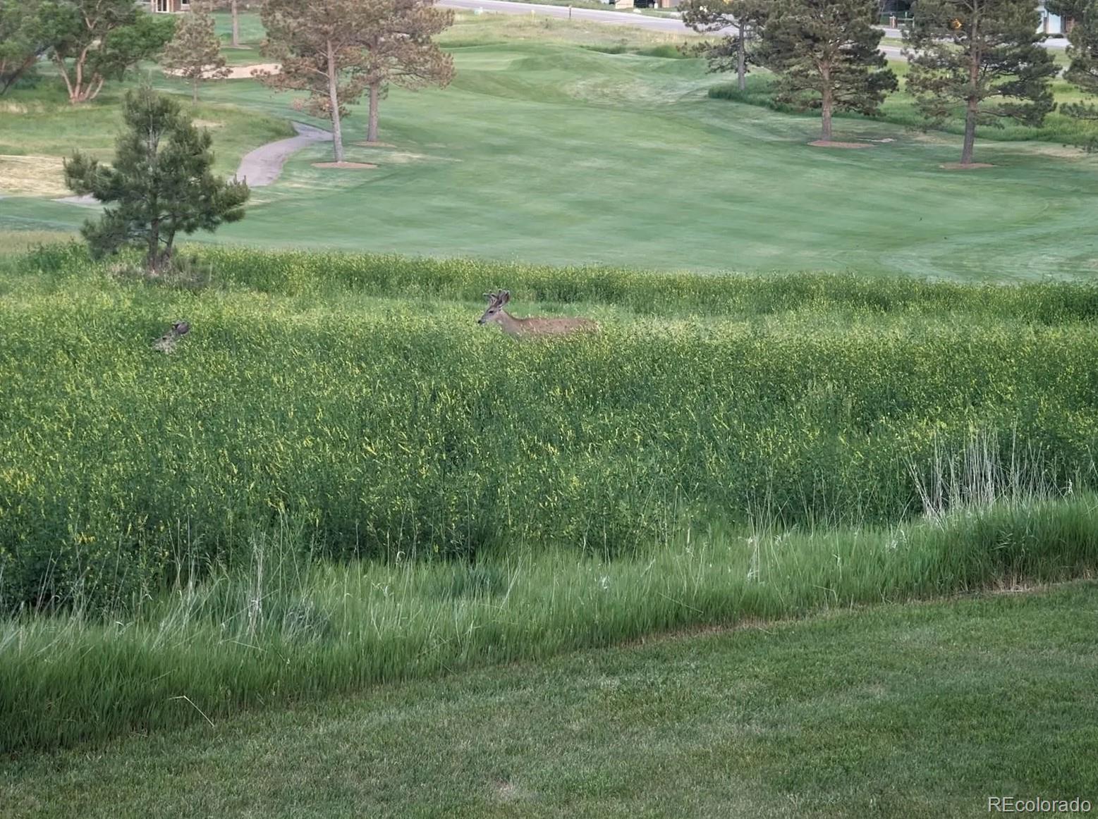 MLS Image #35 for 6560  pinewood drive ,parker, Colorado
