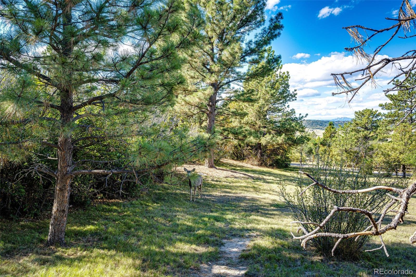 MLS Image #29 for 7417  rafter road,franktown, Colorado