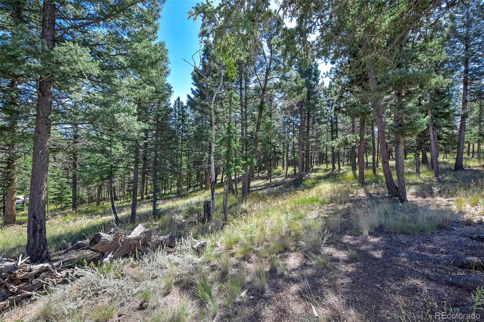 MLS Image #5 for 44  southpark road,florissant, Colorado