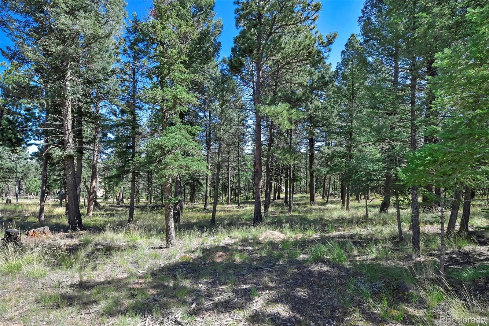 MLS Image #8 for 44  southpark road,florissant, Colorado