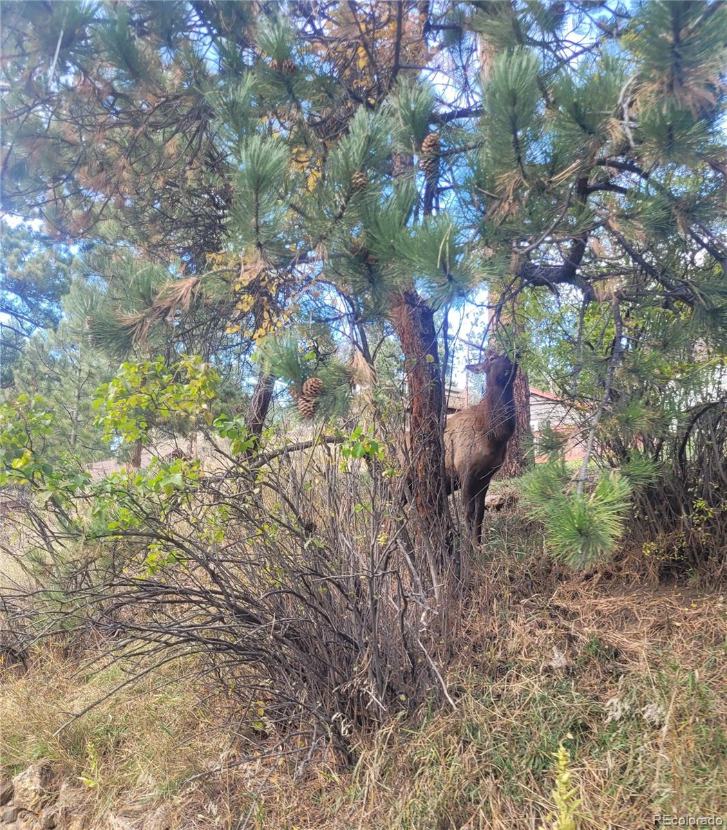 MLS Image #18 for 5162 s road a ,evergreen, Colorado