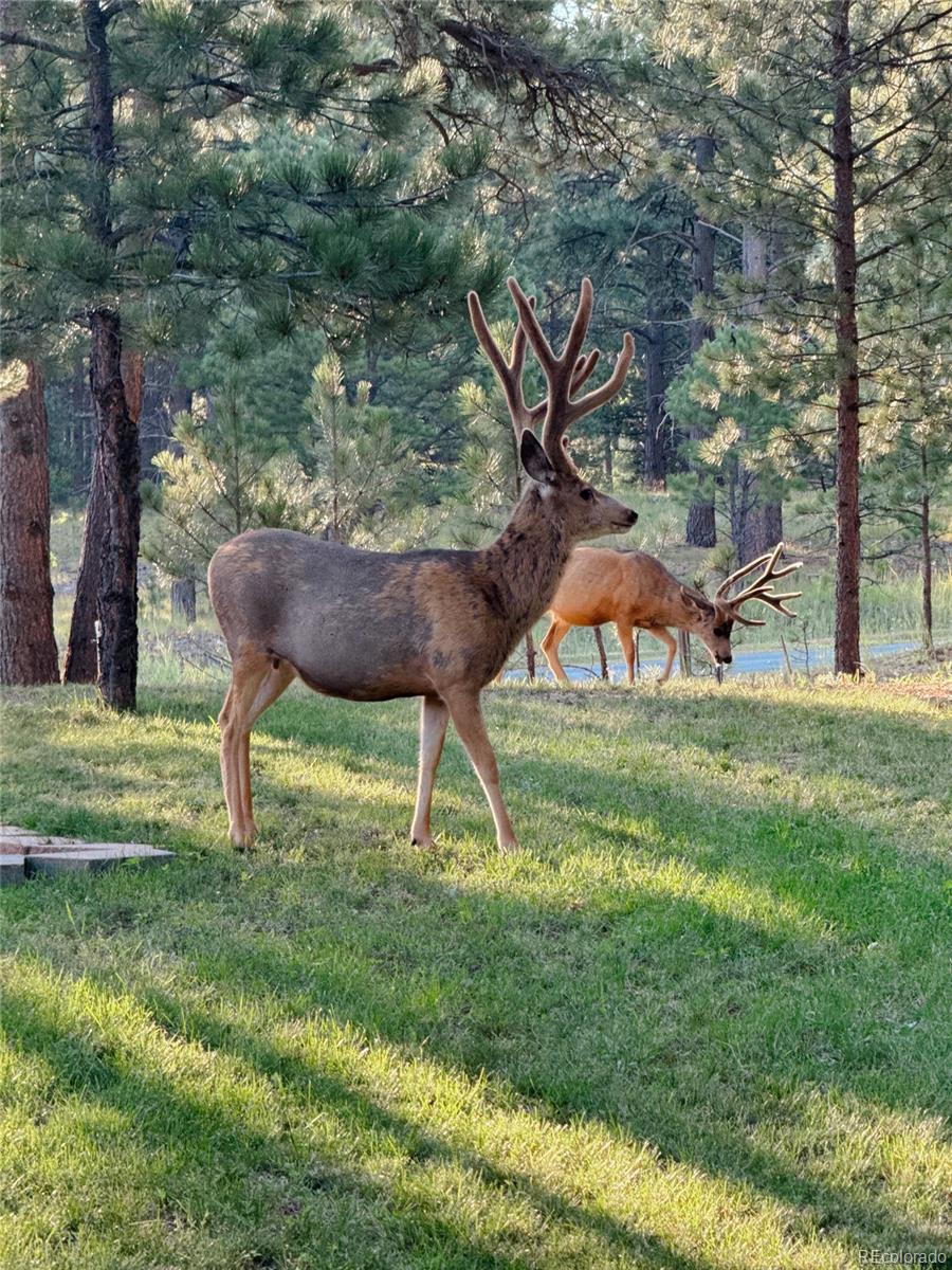 MLS Image #41 for 670  independence drive,larkspur, Colorado