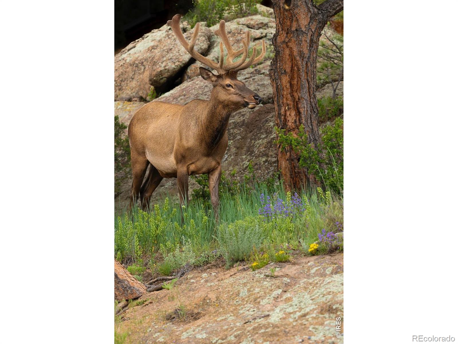 MLS Image #36 for 321  may avenue,lyons, Colorado