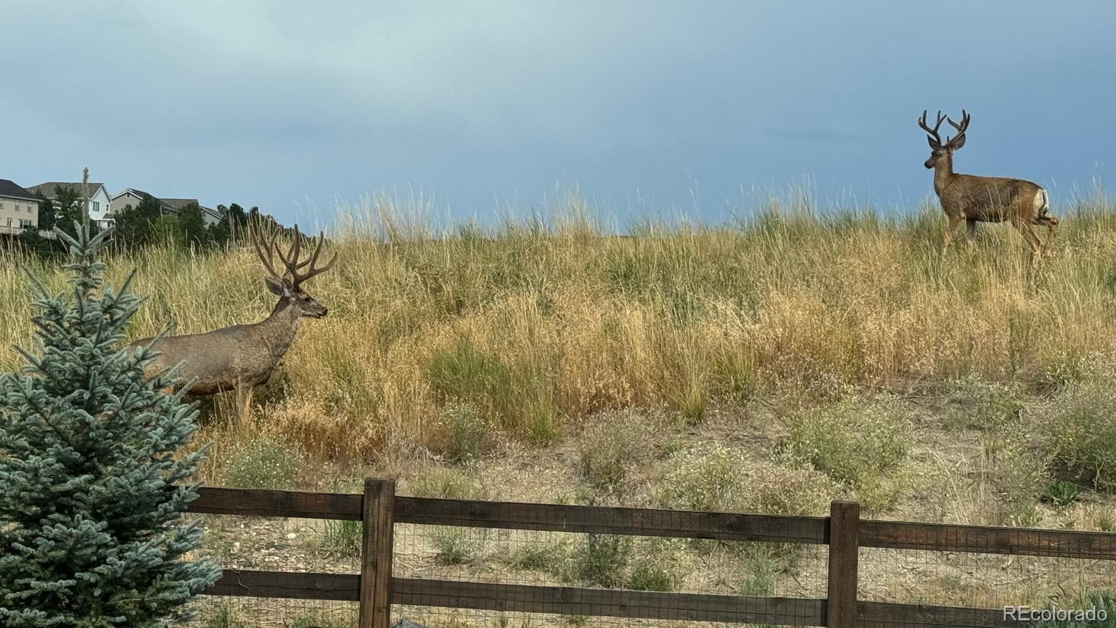 MLS Image #44 for 439  rogers way,castle rock, Colorado