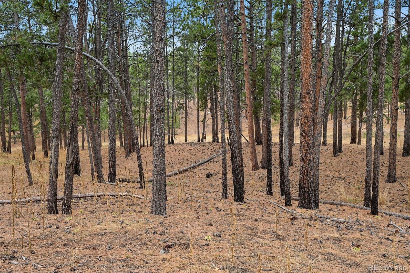 MLS Image #43 for 7020  wildridge road,colorado springs, Colorado