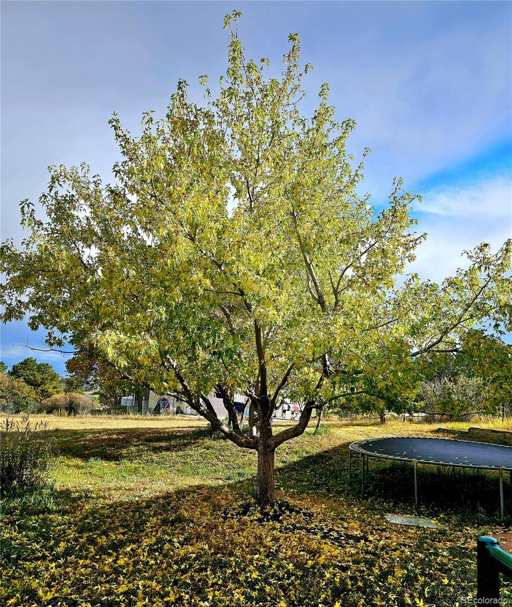 MLS Image #16 for 16435  fairchild avenue,monument, Colorado