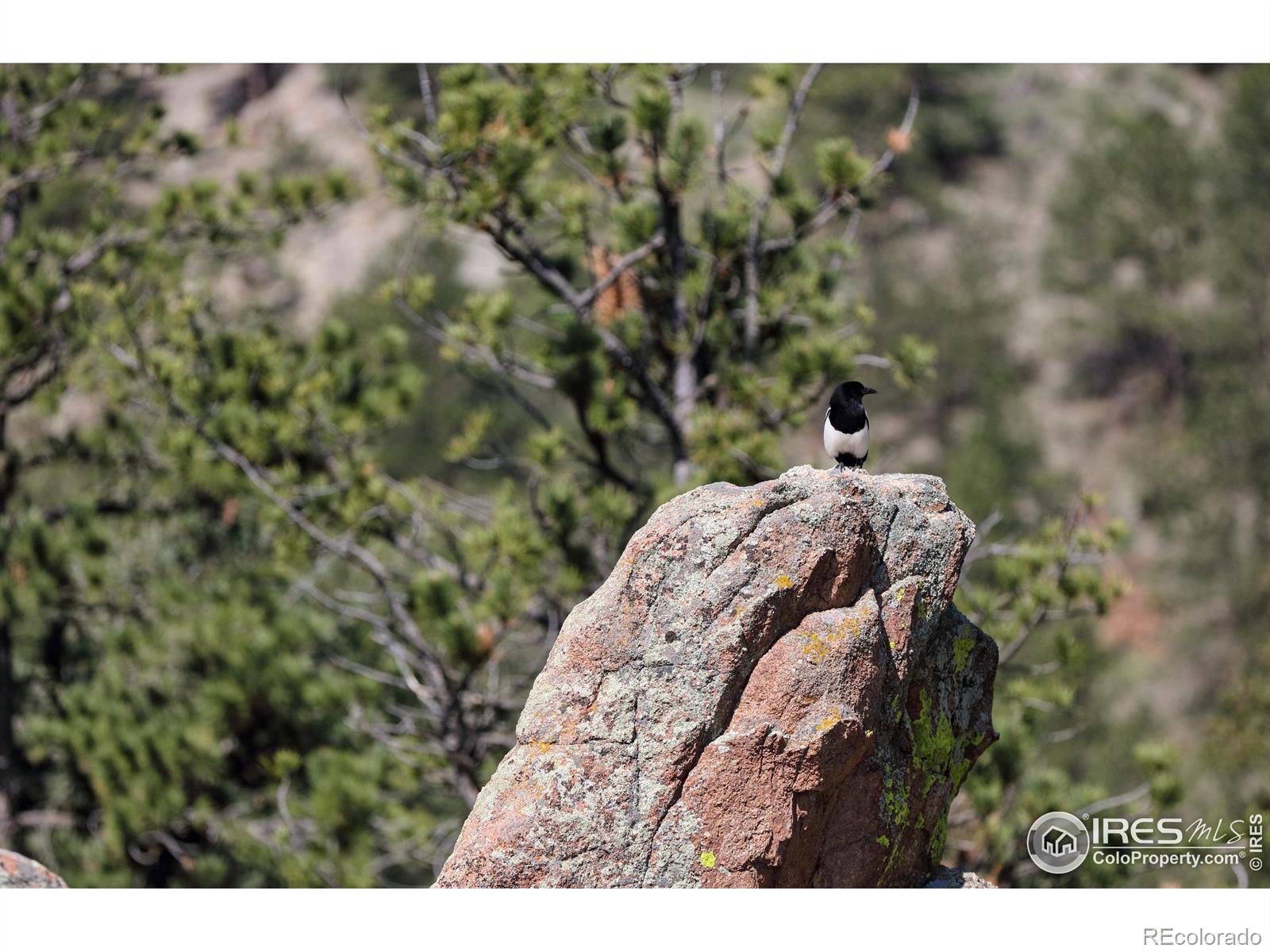 MLS Image #39 for 187  wichita road,lyons, Colorado