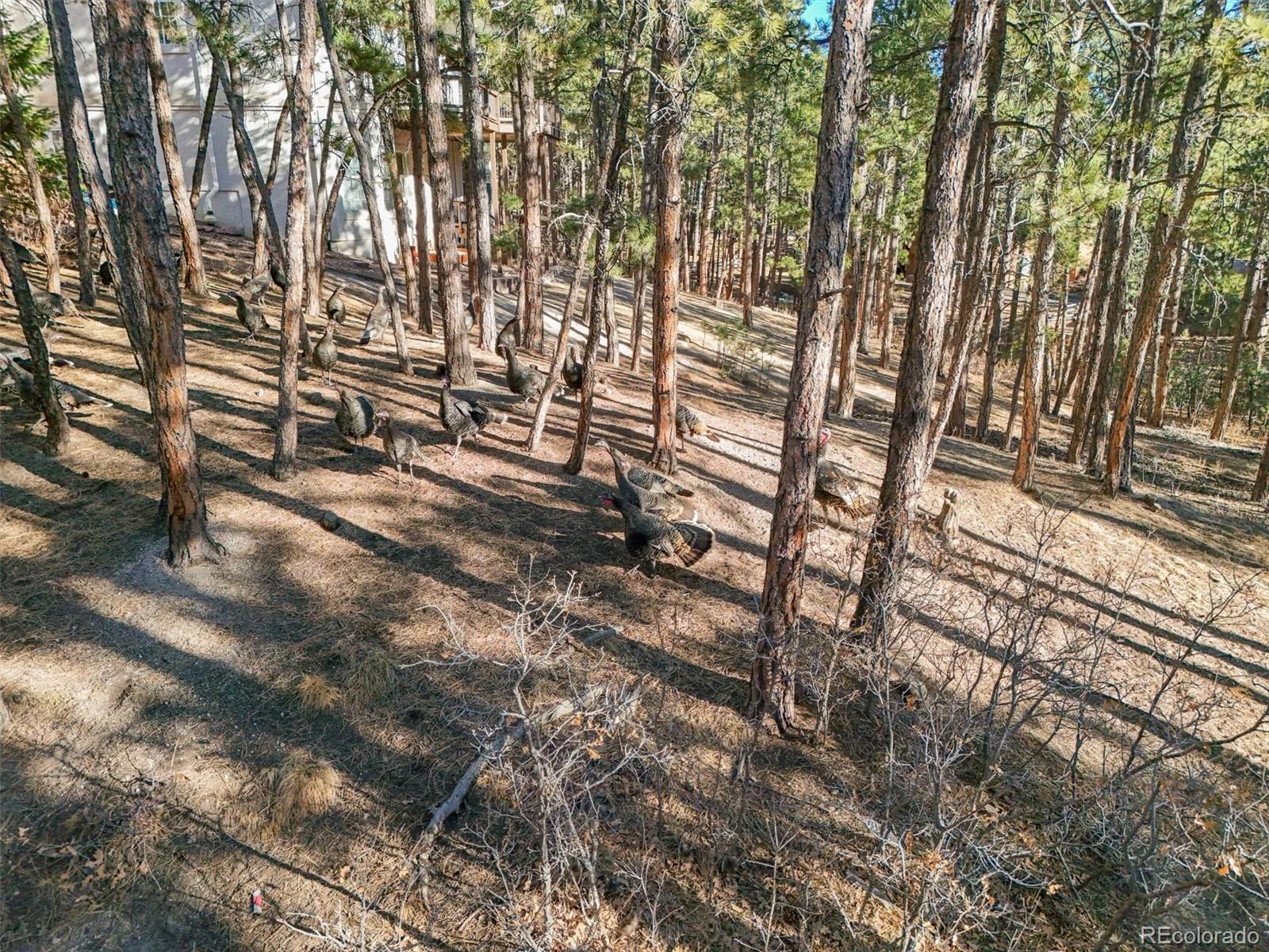 MLS Image #45 for 220  cobblestone way,monument, Colorado