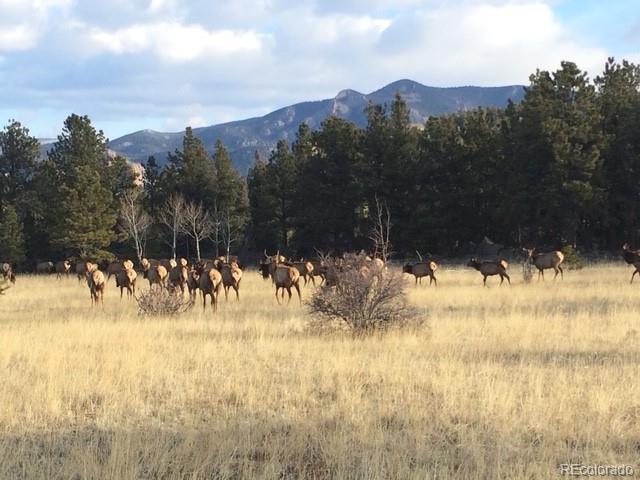 MLS Image #42 for 13909  stone chimney lane,pine, Colorado