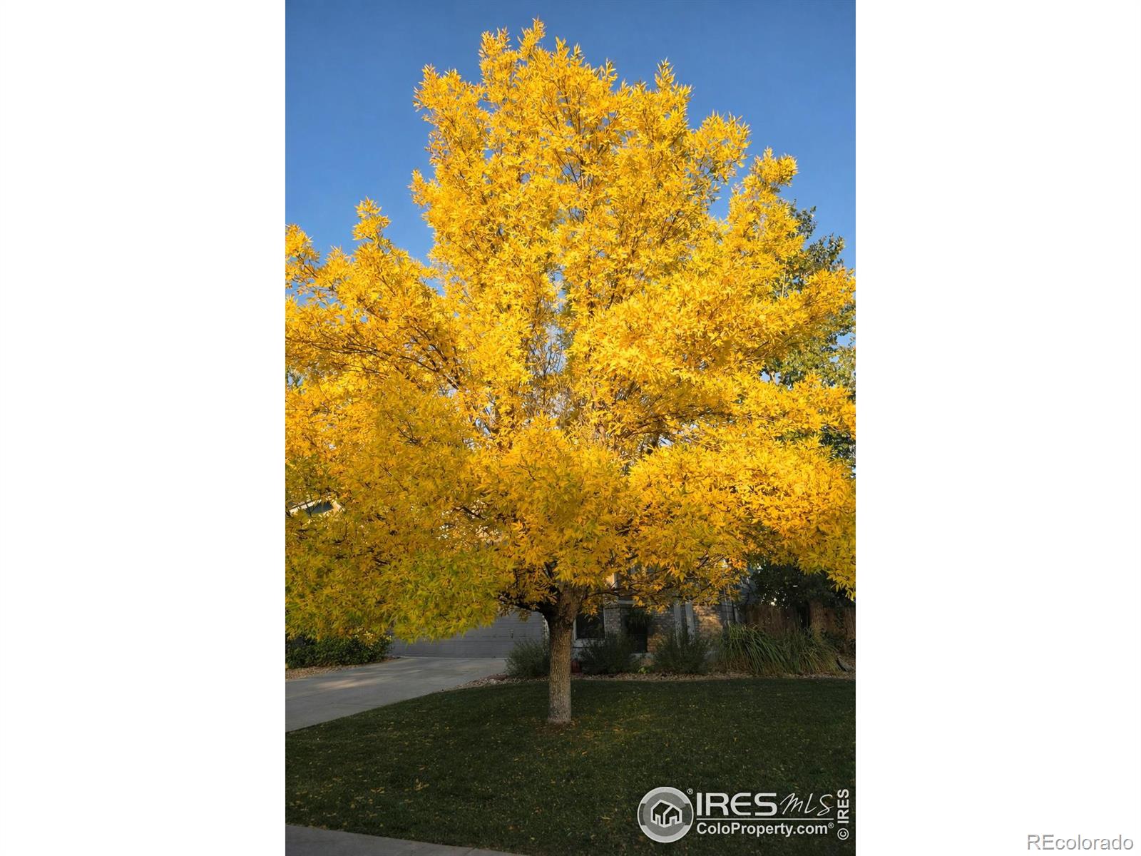 MLS Image #26 for 11392  ebony street,firestone, Colorado
