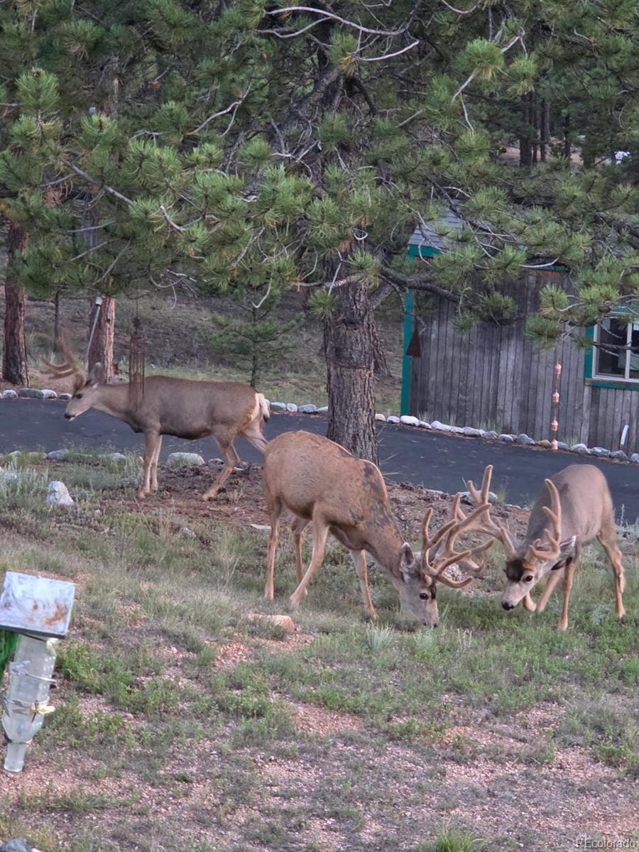 MLS Image #47 for 201  lake drive,florissant, Colorado