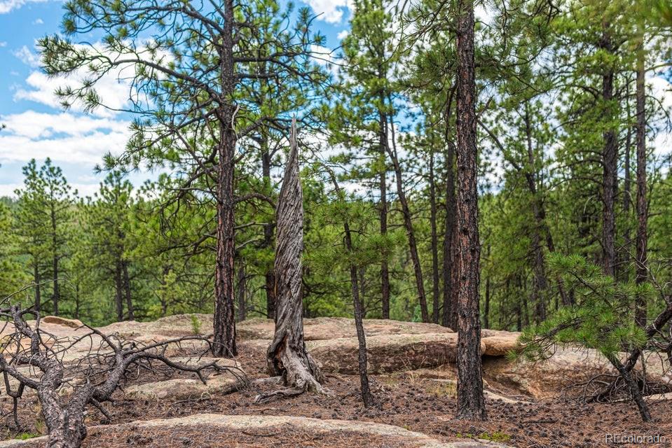 MLS Image #39 for 13250  mountain meadow trace,weston, Colorado