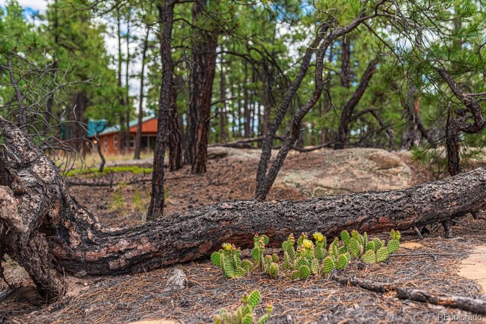 MLS Image #41 for 13250  mountain meadow trace,weston, Colorado