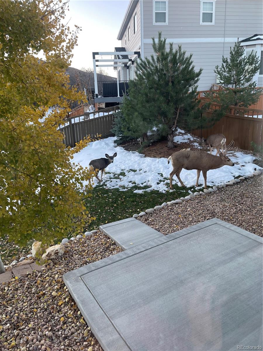 MLS Image #21 for 3303  starry night loop,castle rock, Colorado