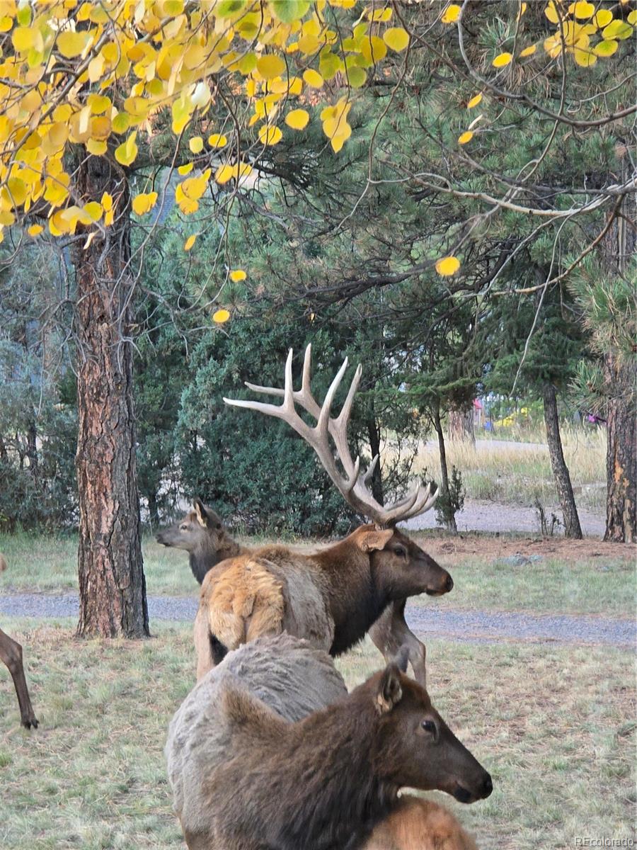 MLS Image #35 for 22901  pinecrest road,golden, Colorado