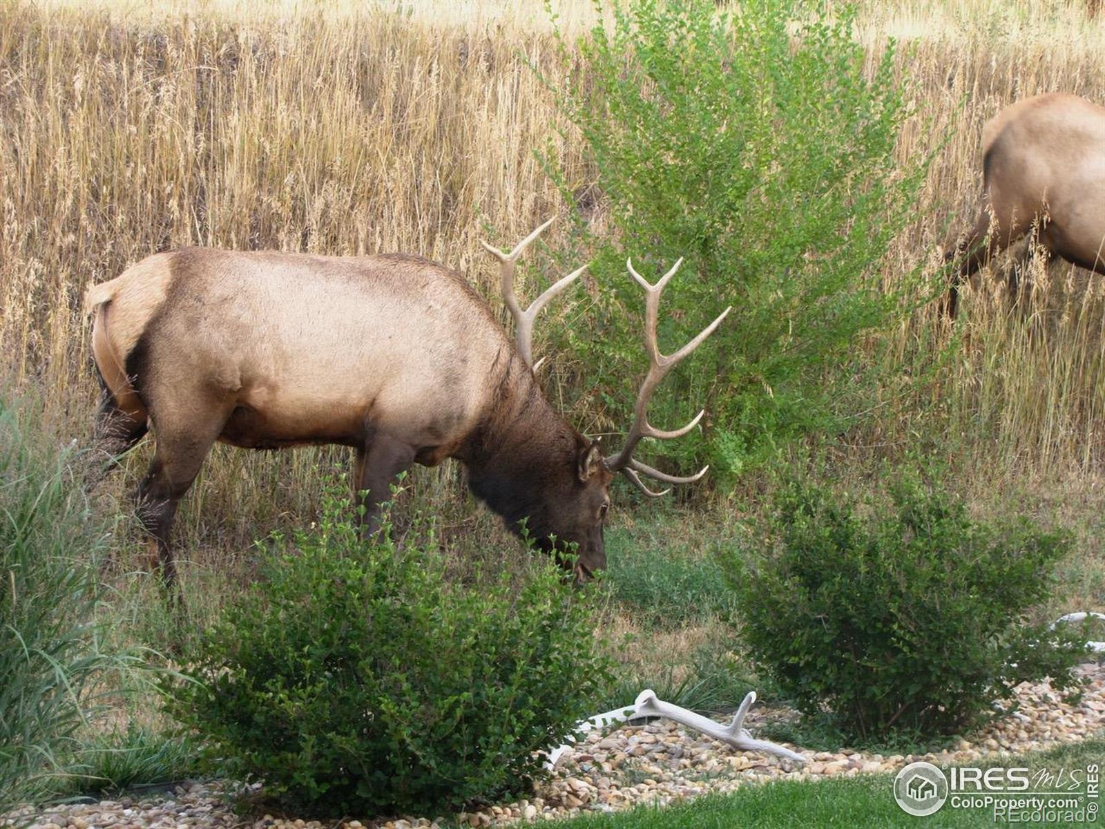 MLS Image #38 for 685  deer meadow drive,loveland, Colorado