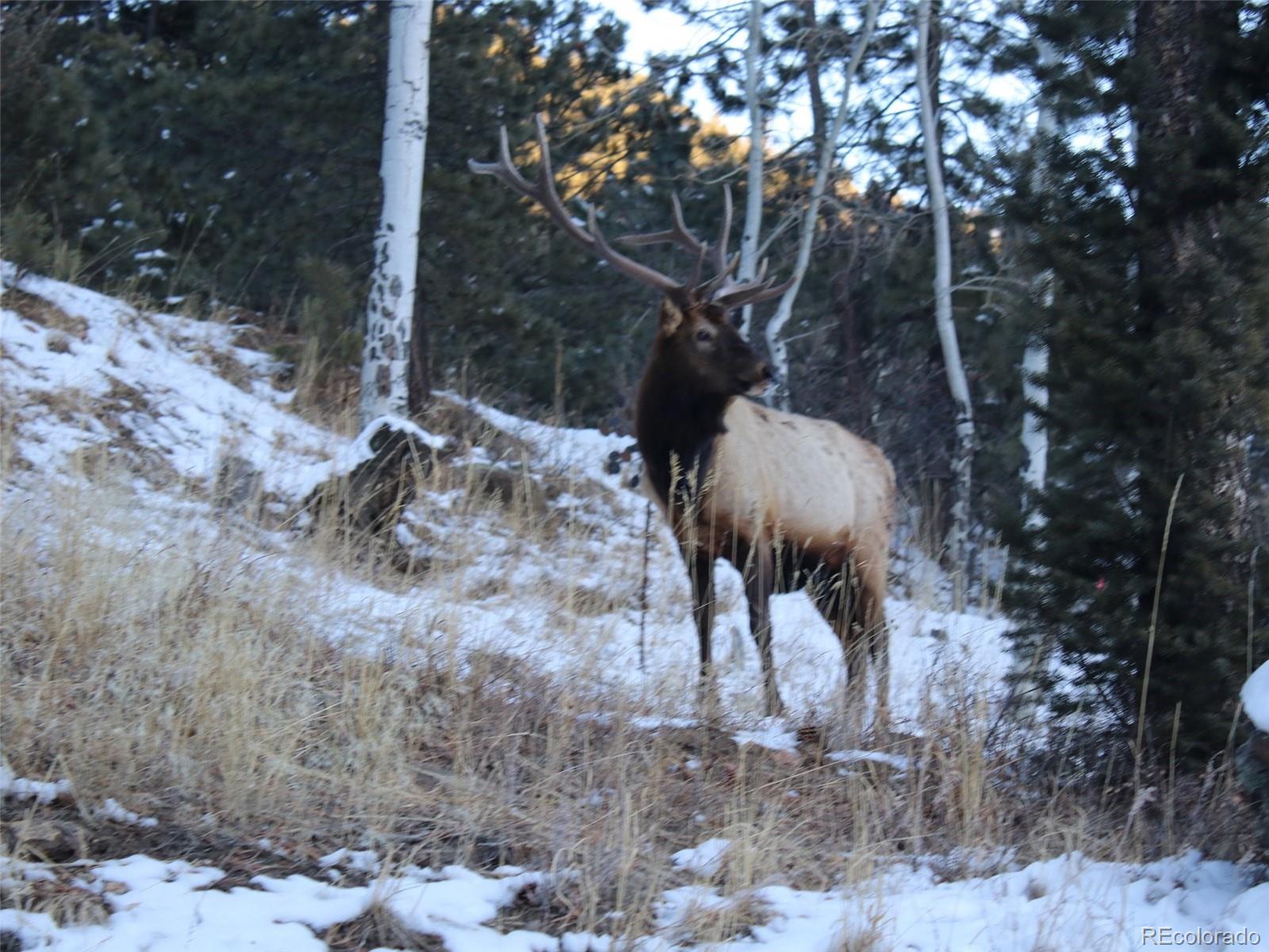MLS Image #48 for 280  meadow lane,evergreen, Colorado