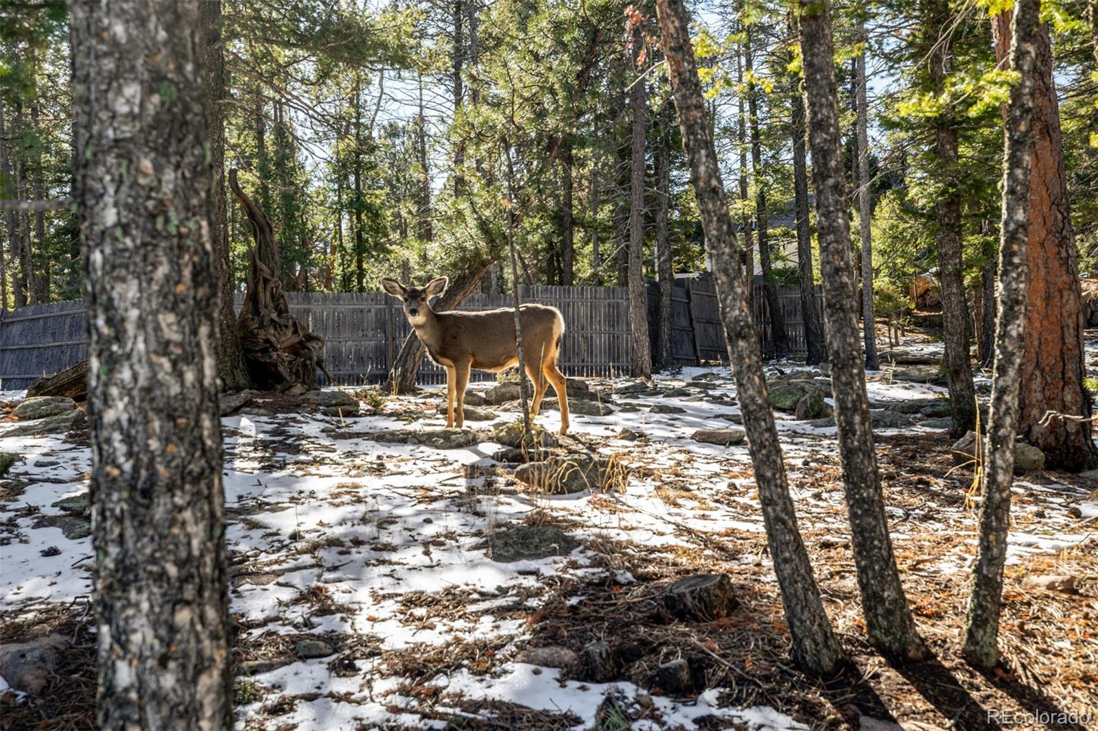 MLS Image #42 for 13202  riley peak road,conifer, Colorado