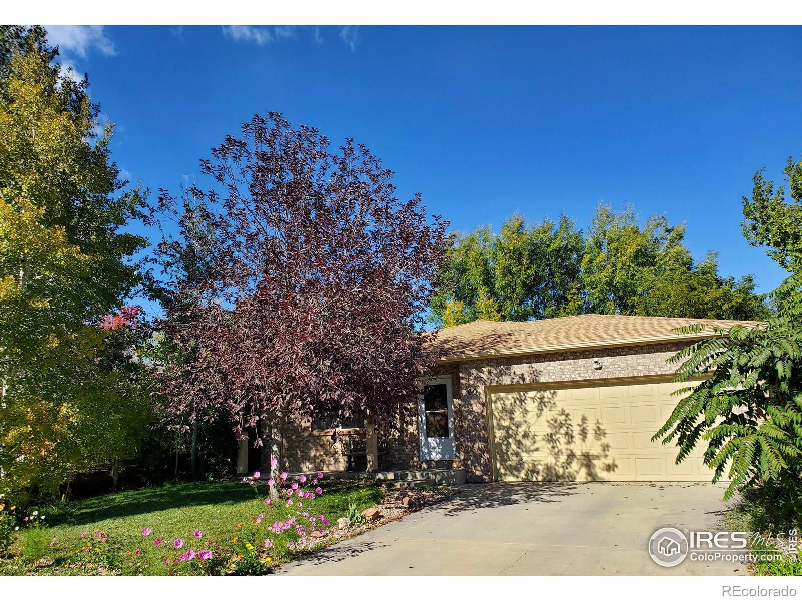 MLS Image #1 for 60  lodgepole drive,windsor, Colorado