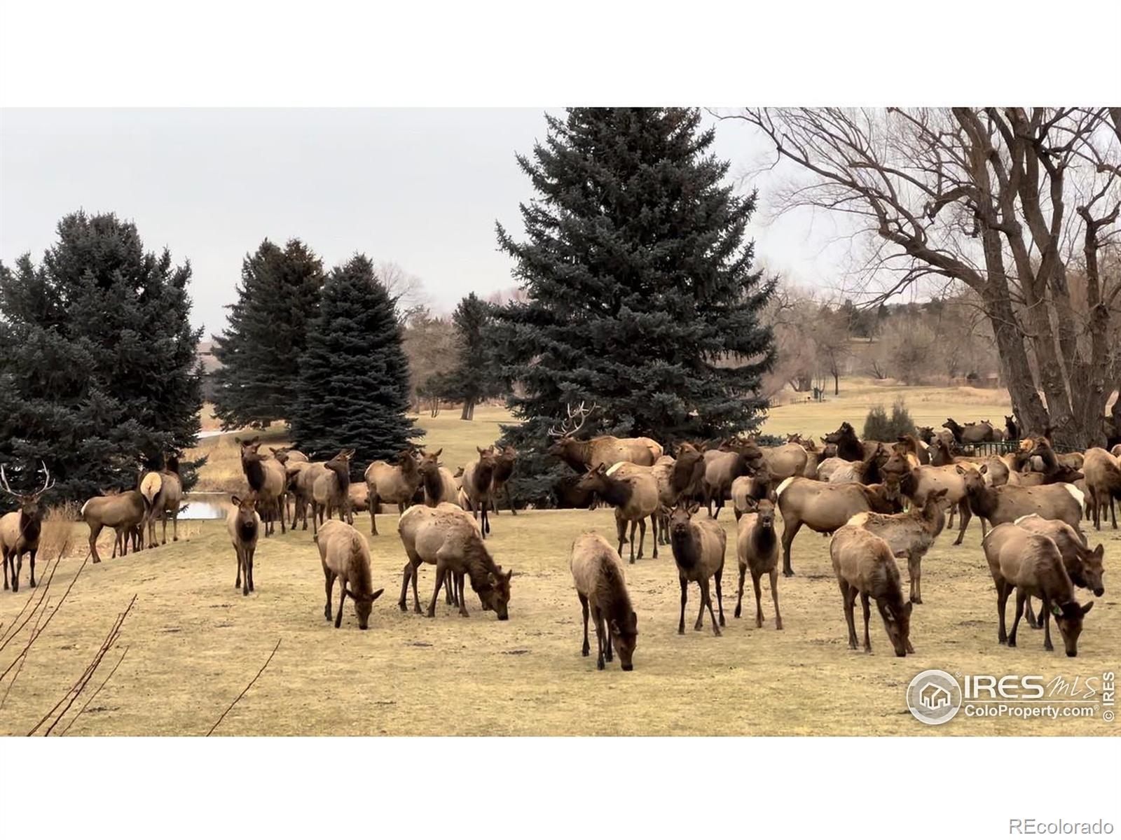 MLS Image #37 for 684  deer meadow drive,loveland, Colorado